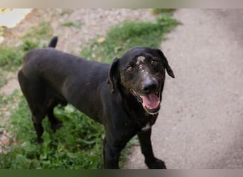 PABLO - der freundliche, aufgeschlossene Rüde möchte mit seinen Menschen die Welt entdecken