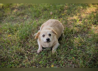 ROXI - die kleine Seniorin freut sich auf ihr erstes eigenes Zuhause!