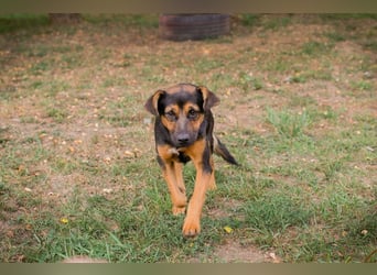 AVERNA - ich suche eine Familie die mich lieb hat, beschützt und nie mehr alleine lässt