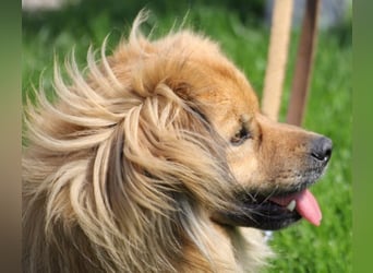 ROBY - bei Unbekanntem bin ich zurückhaltend, habe ich aber Vertrauen lasse ich mich gerne kraulen
