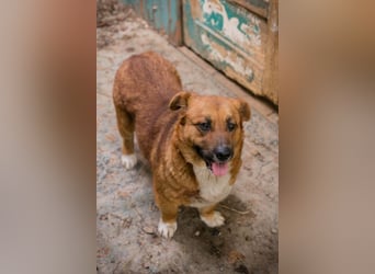 LISSY - schenkst du mir dein Herz und ein Zuhause?