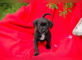 Chip 258244 - goldiges kleines Welpenmädchen