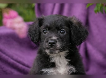 Welpin 257506 - Hallo! Ich habe ausgeschlafen und bin wach!