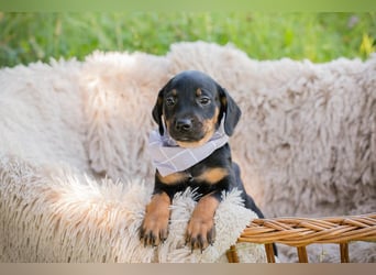 Welpe Chip 254240 ist auf der Suche nach einer Namenspatenschaft und nach einer Familie