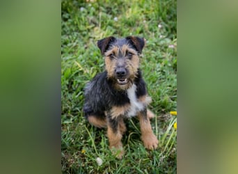PERCY - der liebe Junghund mag Menschen und Artgenossen und sucht ein tolles Zuhause