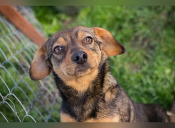 Welpe MILKA - ich suche eine Familie die mich beschützt und mir ein Zuhause schenkt