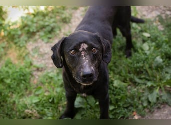 PABLO - der freundliche, aufgeschlossene Rüde möchte mit seinen Menschen die Welt entdecken
