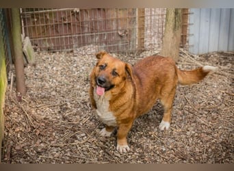 LISSY - schenkst du mir dein Herz und ein Zuhause?