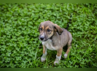 Chip Nummer 221118 - eine Runde kuscheln gefällig?