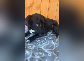 CHARLIE - schenkst du mir die Chance auf ein schönes Leben?