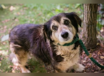 PAULA - die süße Hundeomi wünscht sich ein liebes Zuhause, in dem sie gekuschelt und umsorgt wird.