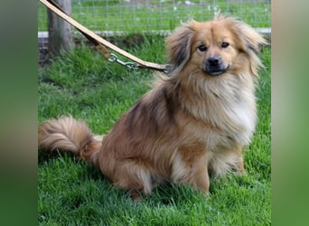 ROBY - bei Unbekanntem bin ich zurückhaltend, habe ich aber Vertrauen lasse ich mich gerne kraulen