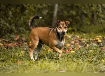 MAIKO - der lustige und fröhliche Rüde freut sich auf ein tolles Für-Immer Zuhause