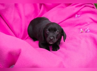 Chip 258233 - das Welpenmädchen sucht ein Zuhause und eine Namenspatenschaft