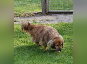 ROBY - bei Unbekanntem bin ich zurückhaltend, habe ich aber Vertrauen lasse ich mich gerne kraulen