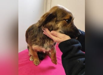 ZIWA - die liebe, dankbare und verschmuste Maus träumt von einem liebevollen Zuhause!