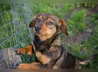 Welpe MILKA - ich suche eine Familie die mich beschützt und mir ein Zuhause schenkt