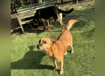 KOKO - der liebe, menschenbezogene Rüde mag Artgenossen und wünscht sich so sehr ein neues Zuhause!