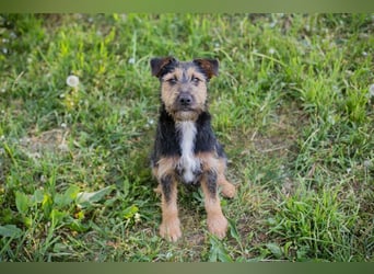 PERCY - der liebe Junghund mag Menschen und Artgenossen und sucht ein tolles Zuhause
