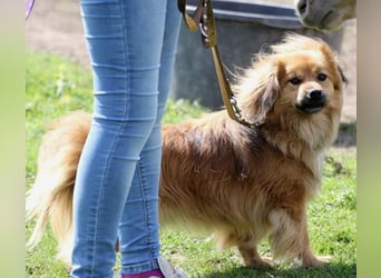 ROBY - bei Unbekanntem bin ich zurückhaltend, habe ich aber Vertrauen lasse ich mich gerne kraulen