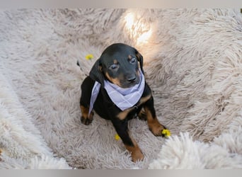 Welpe Chip 254240 ist auf der Suche nach einer Namenspatenschaft und nach einer Familie