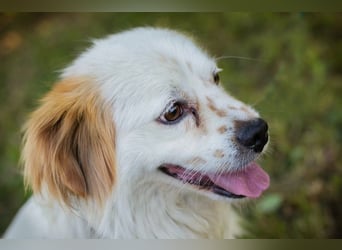 Chip 267755 - der Goldige sucht eine eher fröhliche Familie, die sich gerne mit ihm beschäftigt