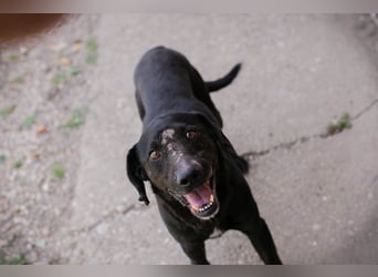 PABLO - der freundliche, aufgeschlossene Rüde möchte mit seinen Menschen die Welt entdecken