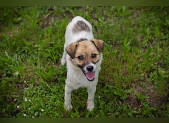 Welpenmädchen Chip 291057 - wo ist meine Familie?