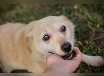 ROXI - die kleine Seniorin freut sich auf ihr erstes eigenes Zuhause!
