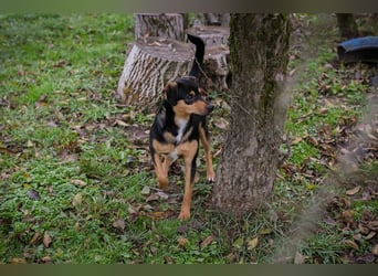 DAVY - der hübsche und aktive Junghund freut sich auf tolle Abenteuer!
