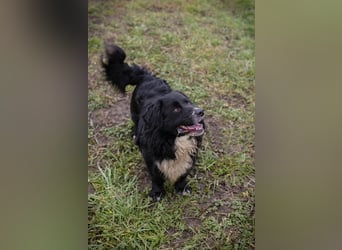 SKY II - schenkst du mir dein Herz und ein Zuhause?