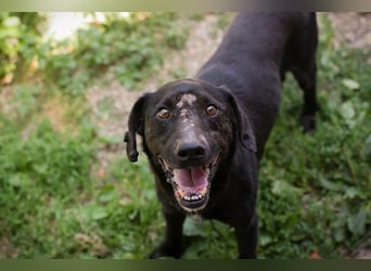 PABLO - der freundliche, aufgeschlossene Rüde möchte mit seinen Menschen die Welt entdecken