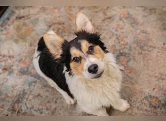 GINO - der kleine Mann möchte mit seinen Menschen die Welt entdecken!