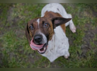 Chip-Nr. 145482 - die süße Hündin freut sich auf eine tolle Zeit mit ihren Menschen!