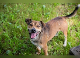 MAIKO - der lustige und fröhliche Rüde freut sich auf ein tolles Für-Immer Zuhause