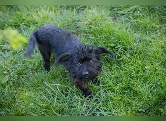 GRUMPY - die kleine Strubbelmaus sucht ein liebevolles Zuhause!