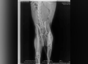 AVERNA - ich suche eine Familie die mich lieb hat, beschützt und nie mehr alleine lässt