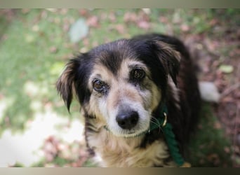 PAULA - die süße Hundeomi wünscht sich ein liebes Zuhause, in dem sie gekuschelt und umsorgt wird.