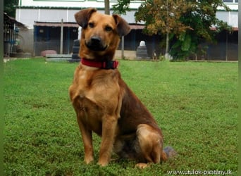 YON - der hübsche Rüde hat einen etwas schwierigen Charakter - wer gibt ihm eine Chance?