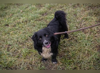 SKY II - schenkst du mir dein Herz und ein Zuhause?