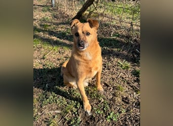 KOKO - der liebe, menschenbezogene Rüde mag Artgenossen und wünscht sich so sehr ein neues Zuhause!