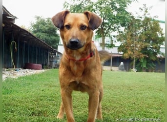 YON - der hübsche Rüde hat einen etwas schwierigen Charakter - wer gibt ihm eine Chance?