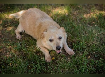 ROXI - die kleine Seniorin freut sich auf ihr erstes eigenes Zuhause!