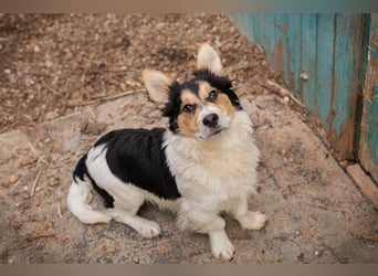 GINO - der kleine Mann möchte mit seinen Menschen die Welt entdecken!