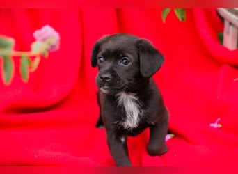 Chip 258244 - goldiges kleines Welpenmädchen