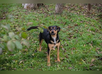 DAVY - der hübsche und aktive Junghund freut sich auf tolle Abenteuer!