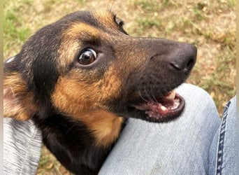 AVERNA - ich suche eine Familie die mich lieb hat, beschützt und nie mehr alleine lässt