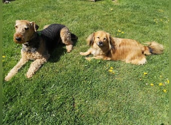 ROBY - bei Unbekanntem bin ich zurückhaltend, habe ich aber Vertrauen lasse ich mich gerne kraulen