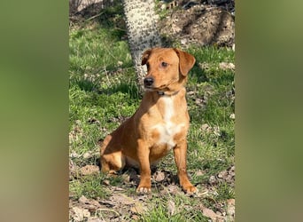 RASHID - der ruhige und gemütliche Rüde träumt von einem liebevollen Zuhause!