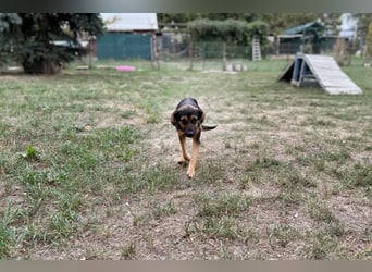 AVERNA - ich suche eine Familie die mich lieb hat, beschützt und nie mehr alleine lässt